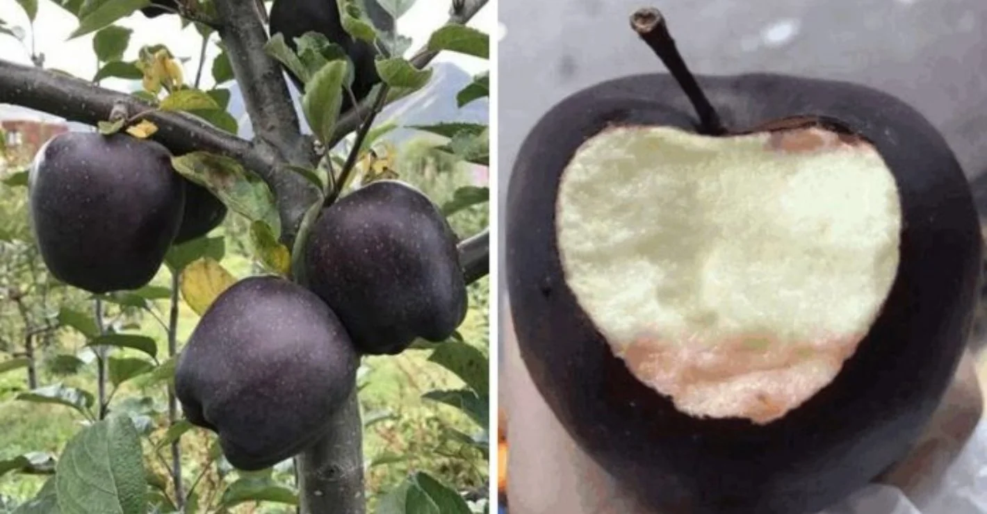 10 Most Expensive Fruits Around The World – Quizzable News