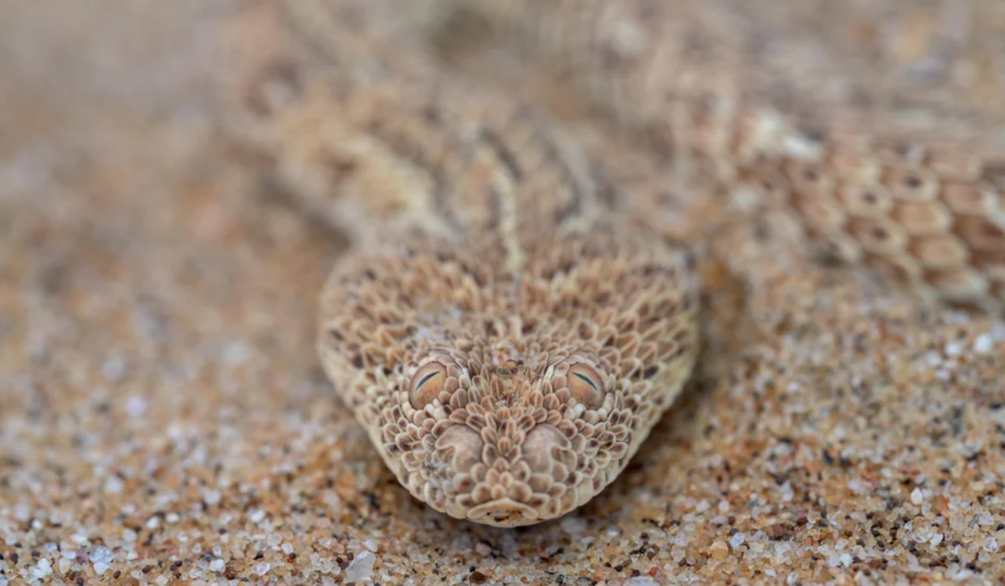 30 Freaky Animals To Look Out For In The Desert – Quizzable News